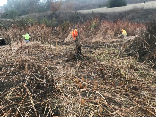 Before - Removing Cattails from Salt Creek Trail
