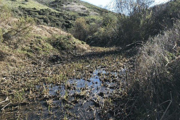 Area-6_February_Willow-Stakes-Installed