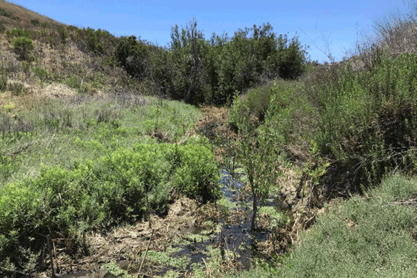 Area-6_June-2022_Establishing-Willow