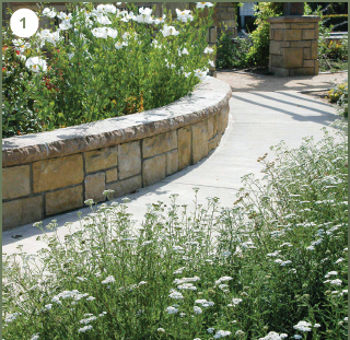 Yarrow (Achillea millefolium)