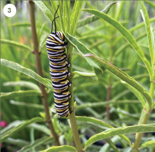 Narrow Leaf Milkweed (Asclepias fascicularis)