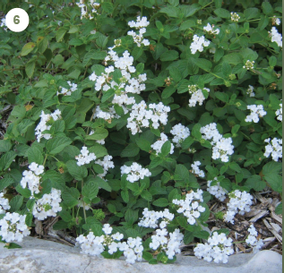 White Trailing Lantana (Lantana montevidensis 'Alba')