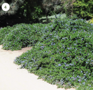Yankee Point Ceanothus (Ceanothus t. g. ‘Yankee Point’)