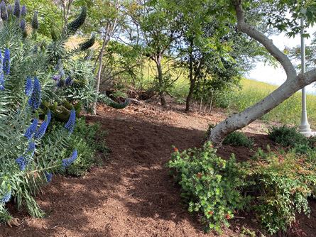 Mulch-at-CVCC-park-1