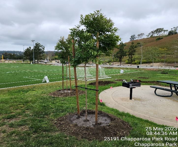 PW planting new tree (3)