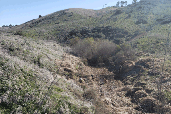 Area-6---removal-of-nonnative-species